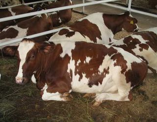 Молочна ферма Grain Alliance розширить дійне стадо до 400 голів